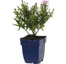 Aster in pot met groene bladeren en paarse bloemen