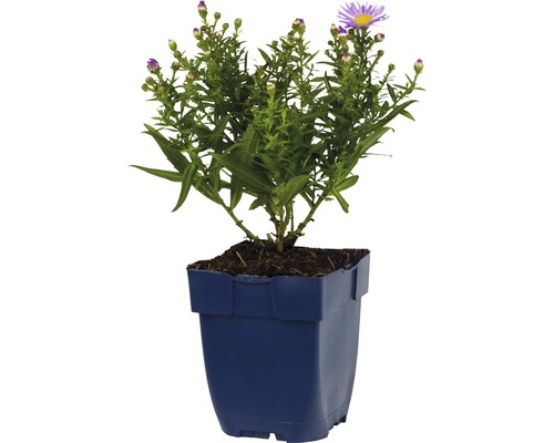Aster in pot met groene bladeren en paarse bloemen