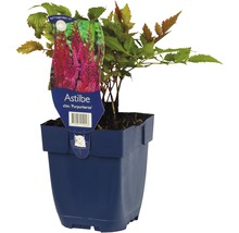Astilbe in een pot