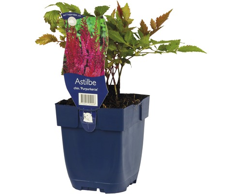 Astilbe in een pot