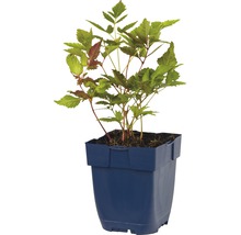 Valse spirea in een pot