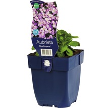 Blauwe Aubrieta ''Blue Emperor'' in pot