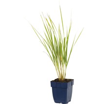 FLORASELF Struisriet Calamagrostis x acutiflora 'Karl Foerster' potmaat Ø 11.0 cm H 5-120 cm