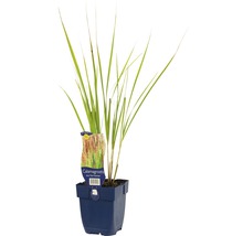 FLORASELF Struisriet Calamagrostis x acutiflora 'Karl Foerster' potmaat Ø 11.0 cm H 5-120 cm