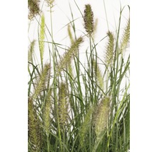 Decoratief siergras voor de tuin