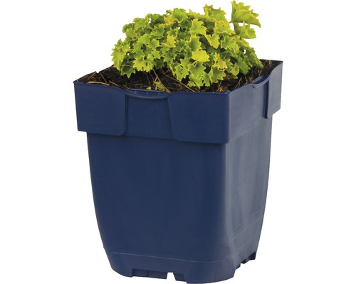 Purperklokje in een bloempot