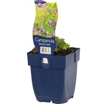 FLORASELF Klokjesbloem Campanula garganica Ø 11 cm