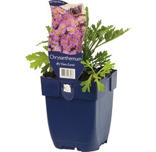 Chrysanthemum Clara Curtis in pot
