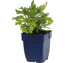 Bijvoet in pot
