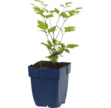 FLORASELF Bosrank Clematis jouiniana Ø 11 cm