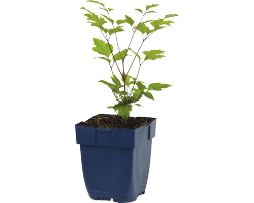 Japanse schoonheidsbes in pot