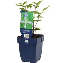 Clematis in pot