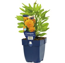 Coreopsis plant in pot