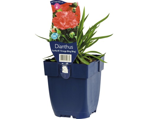 FLORASELF Potanjer Dianthus chinensis Ø 11 cm