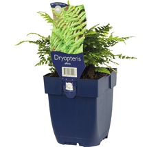 Dryopteris affinis in een pot