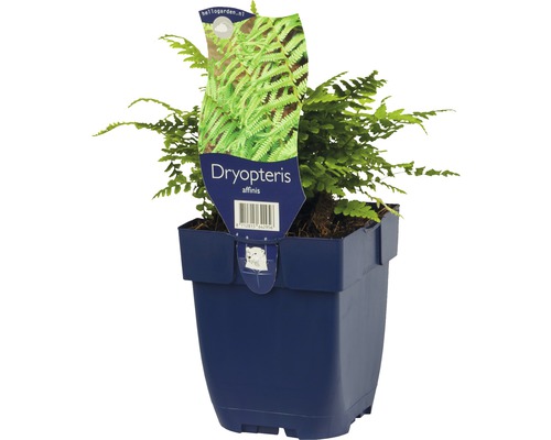 Dryopteris affinis in een pot