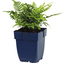 Groene kamer varen in een blauwe pot
