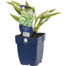 Hosta ''Patriot'' in een pot
