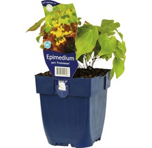 Elfenbloem in pot
