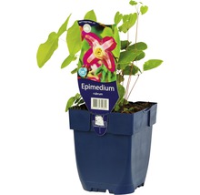Elfenbloem Rubrum in een pot