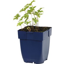 Geranium plant in pot