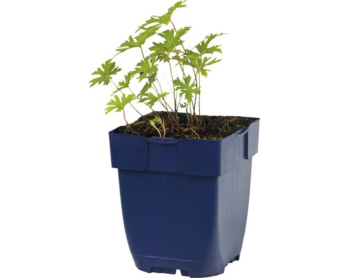 Geranium plant in pot