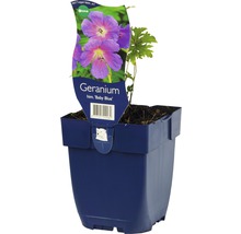 Geranium Baby Blue in pot