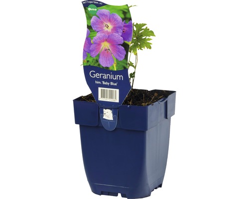 Geranium Baby Blue in pot