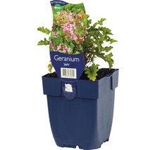 Geranium ''Japfu'' in een blauwe pot