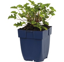 Heuchera plant in een pot