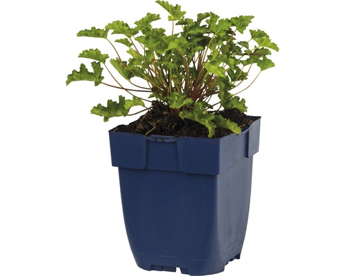 Heuchera plant in een pot