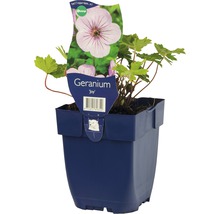 FLORASELF Ooievaarsbek Geranium endressii Ø 11 cm