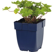 Geranium in pot