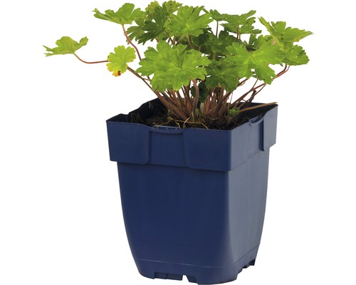 Geranium in pot