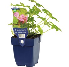 Geranium in pot