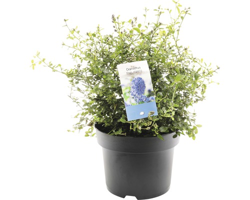 FLORASELF Amerikaanse sering Ceanothus Thyrsiflorus var. repens potmaat Ø 23 cm Ceanothus thyrsiflorus repens in een zwarte pot