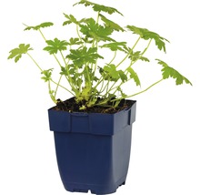 Geranium in een pot