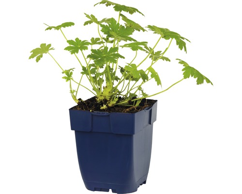 Geranium in een pot