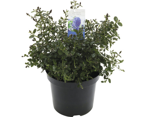 Blauwe heuvel dwergstruik in pot