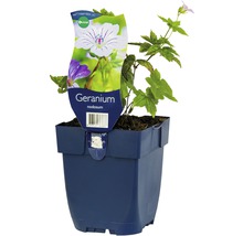 Geranium nodosum plant in pot