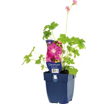 Geranium Orkney Pink in pot