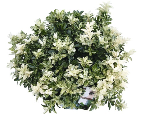 Groenblijvende kardinaalsmuts met gemarmerde bladeren.