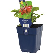 Geum rivale in pot
