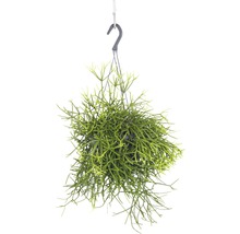 FLORASELF Koraalcactus Rhipsalis heteroclada potmaat Ø 18,0 cm H 10-20 cm