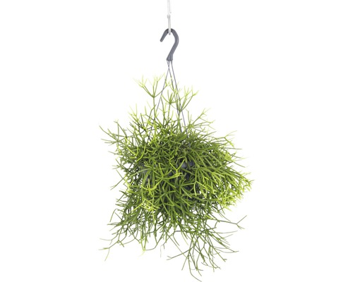 FLORASELF Koraalcactus Rhipsalis heteroclada potmaat Ø 18,0 cm H 10-20 cm Hangplant met haak voor decoratie