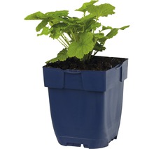 Geranium in een plantenbak