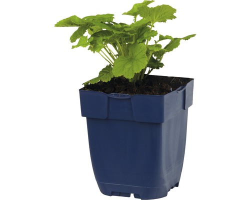 Geranium in een plantenbak