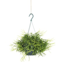 FLORASELF Koraalcactus Rhipsalis heteroclada potmaat Ø 18,0 cm H 10-20 cm