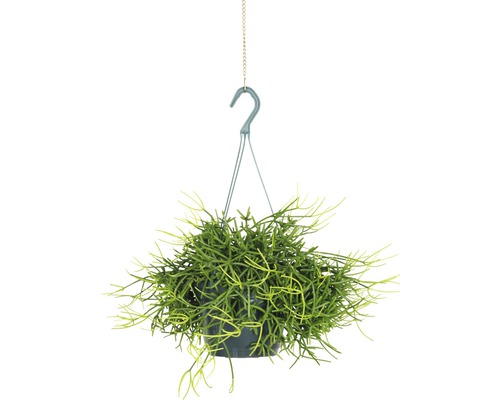 Hangplant met groene bladeren in pot met haak
