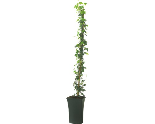 Klimop op trellis in pot